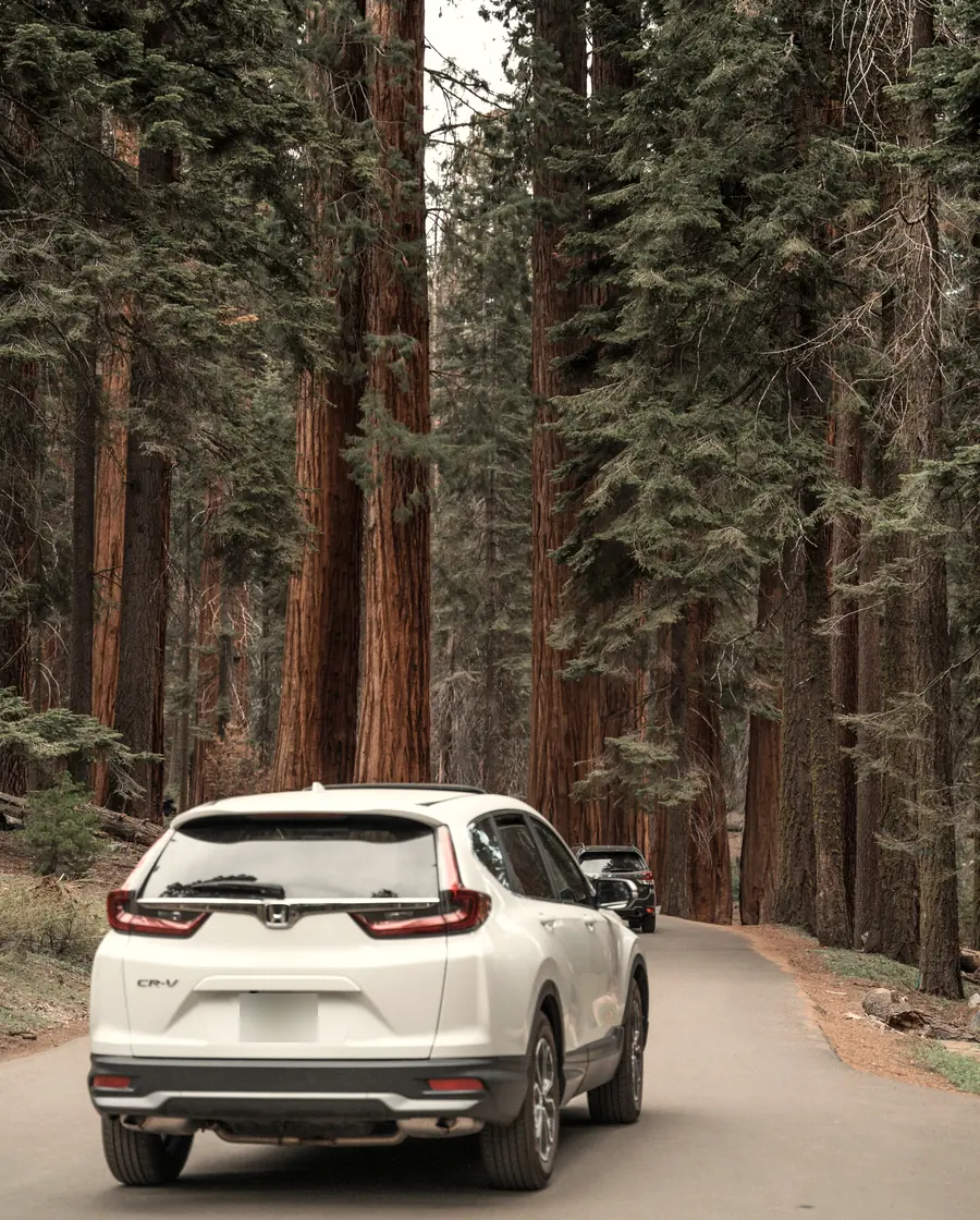 White Honda CR-V driving through a redwood forest